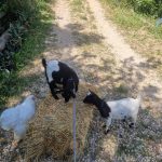 WhatsApp Image 2025-06-04 à 08.51.12_119ccbff