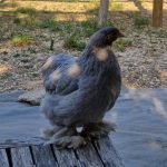 WhatsApp Image 2025-06-04 à 08.51.28_17f4227d