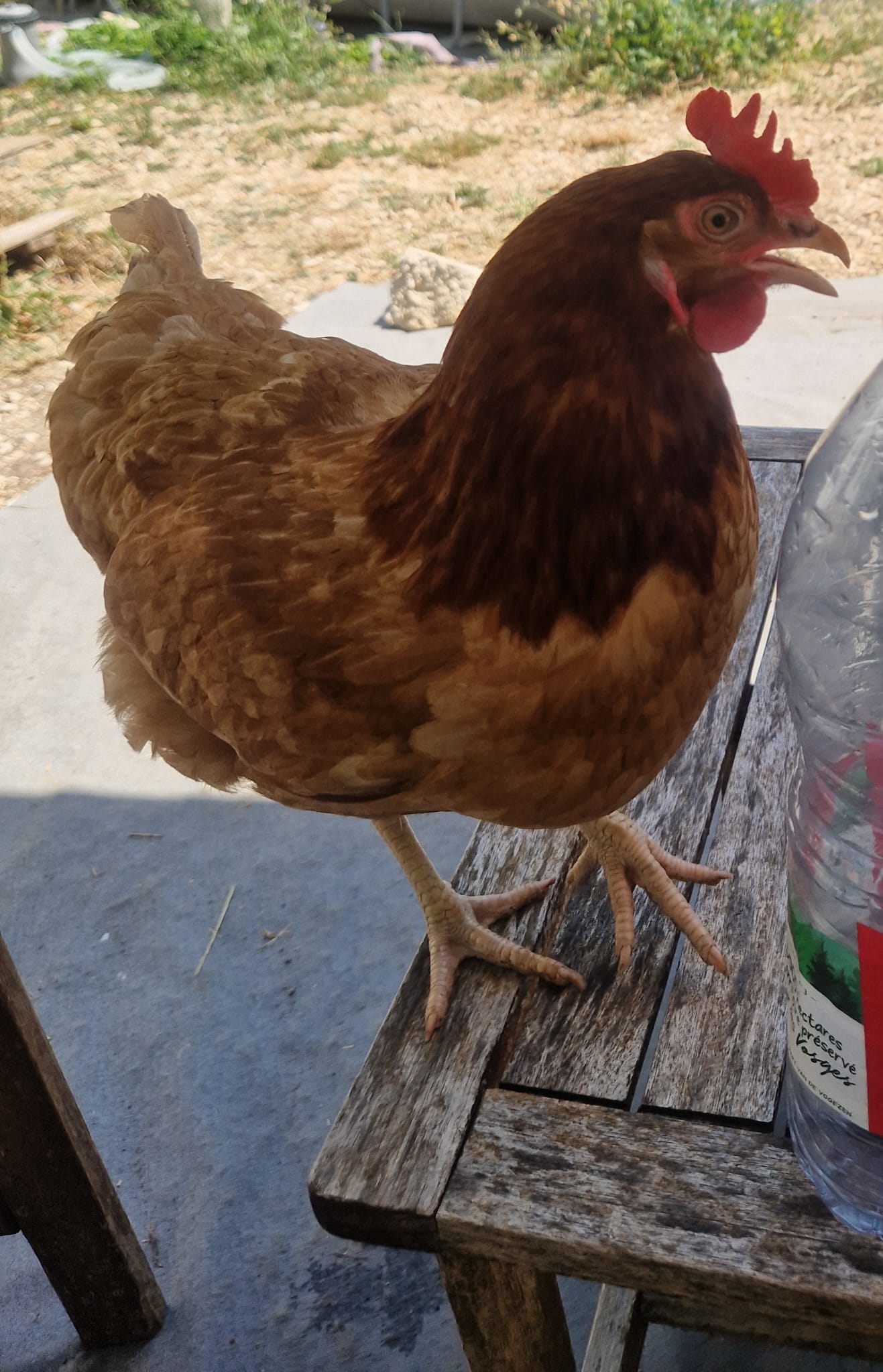 WhatsApp Image 2025-08-13 à 07.56.33_87434e6a